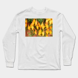 Lotus maculatus  &#39;Gold Flame&#39;  Pico de Paloma  Parrot&#39;s beak Long Sleeve T-Shirt